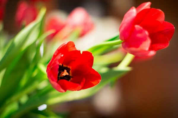 Comment les fleurs de tulipes sont belles dans la nature