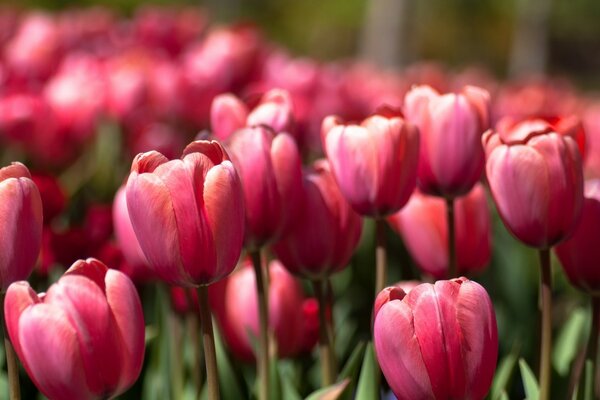 Tulipani rosa in primavera