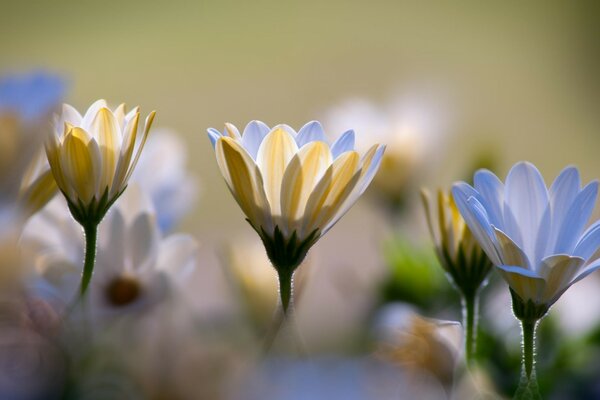 Beautiful white chrysanthemums in macro photography