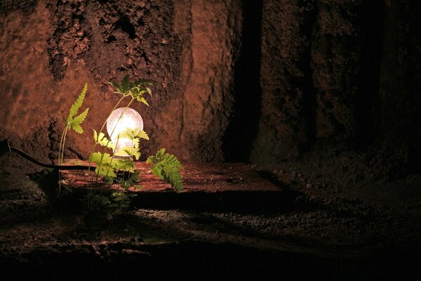 Листья папоротника в пещере освещённой светом