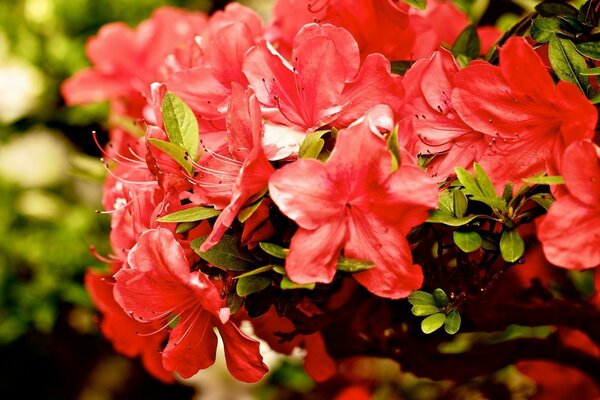 A bunch of red flowers on a green branch