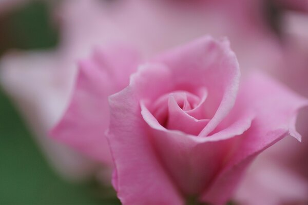 Nahaufnahme auf grünem Hintergrund rosa Rose