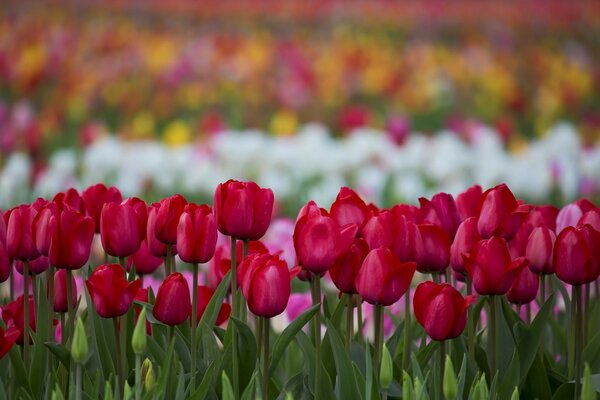 Variedad de flores de tulipán en la naturaleza