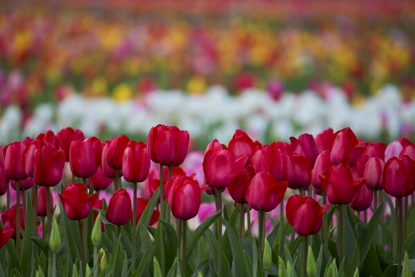 Variété de fleurs de tulipes dans la nature