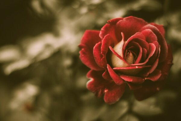 Pink flower on brown background