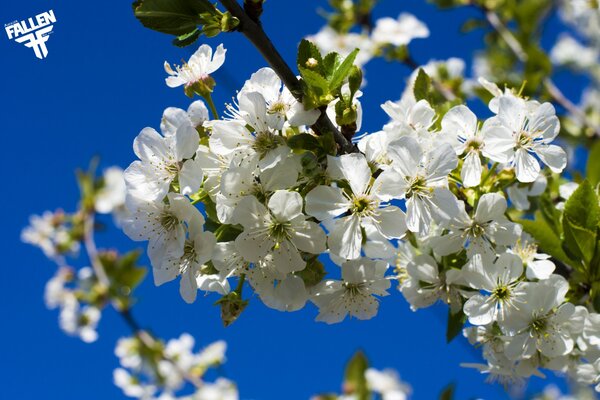 Ramo di ciliegio in fiore su uno sfondo di cielo blu