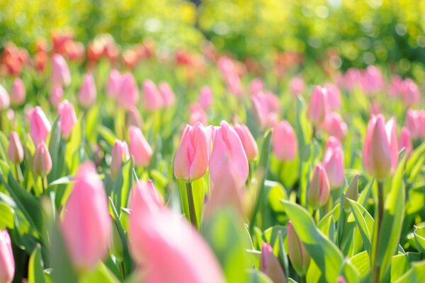 Ein riesiges Feld von rosa Tulpen