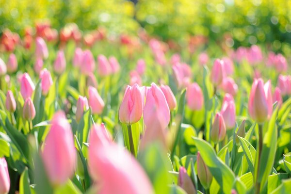 Огромное поле розовых тюльпанов