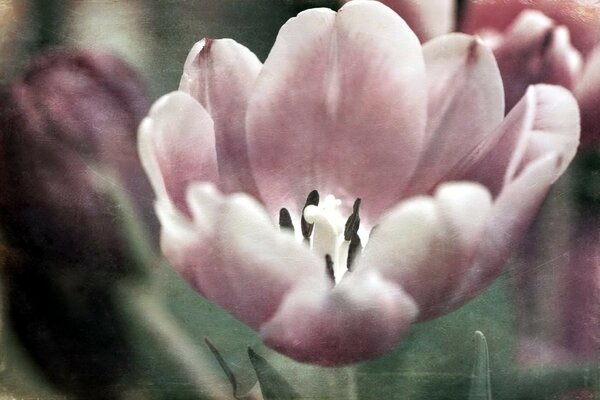 A large pink flower on a blurry background