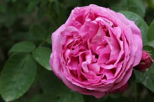 Pink rosebud on a background of green leaves