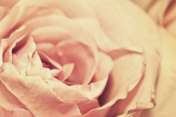 Primo piano di un fiore di rosa