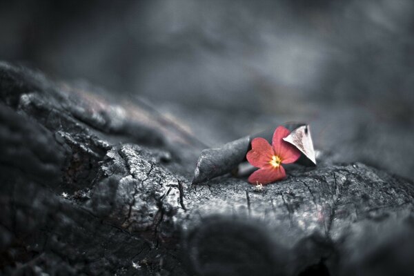 Flor roja en un bokeh de ébano