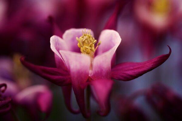 Los pétalos de color Burdeos de una flor extraordinaria