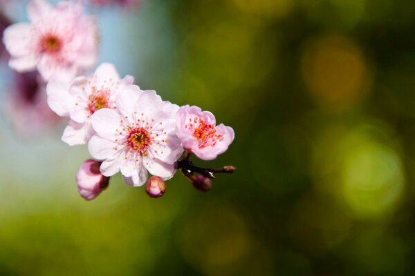 Ramita de Sakura rosa foco borroso resplandor