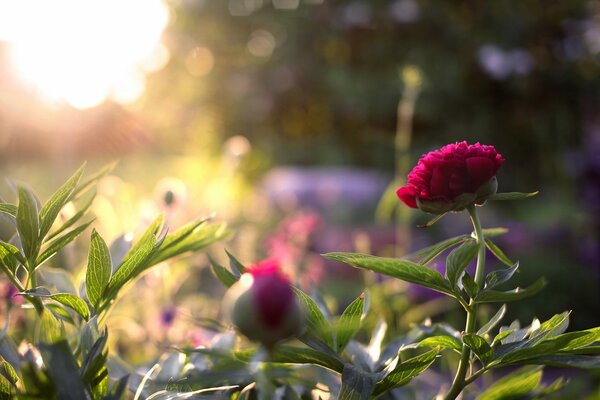 Elegant peony flowers in the garden