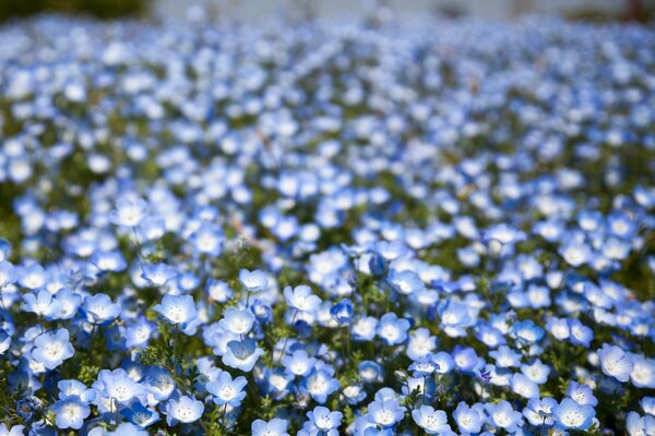 Blue nemophiles in the blurred background field