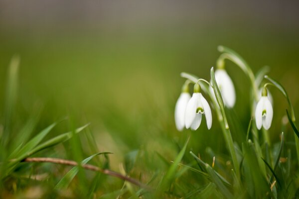 Snowdrops on a green meadow in spring