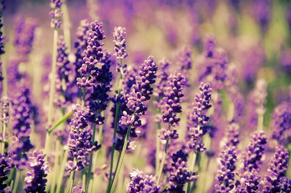 Fleurs lilas dans un champ au printemps