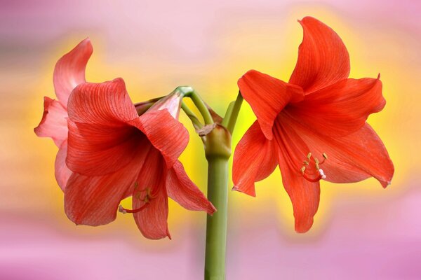 Two red flowers on a colorful background