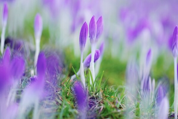 Fleurs violettes fermées au printemps contre les intempéries