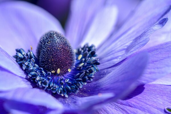 Belle fleur pourpre fleuri