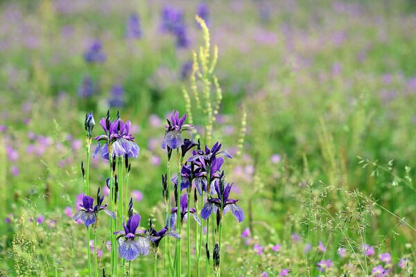 There are purple iris flowers in the green grass