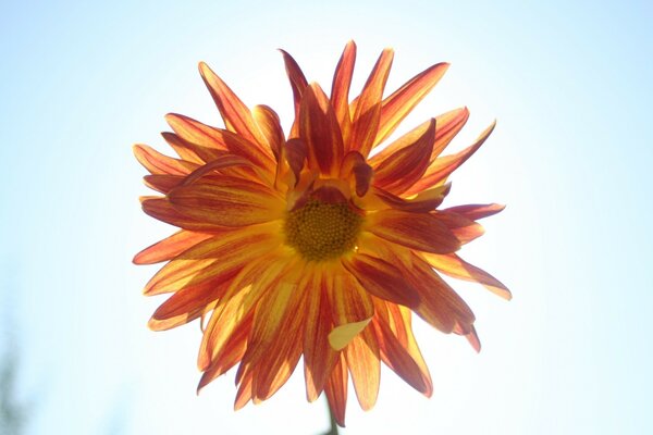 Sonnige Blume Foto