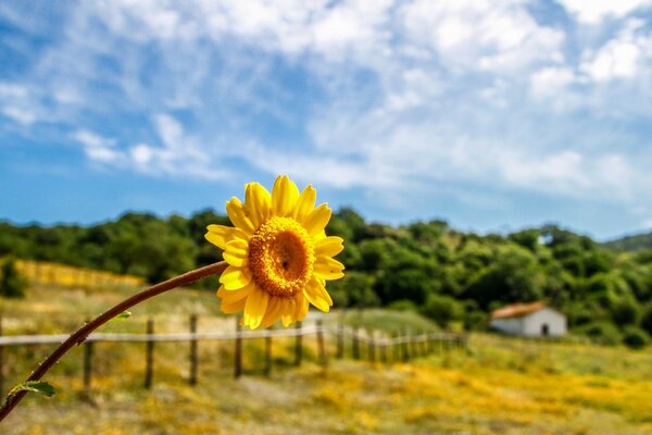 Gelbe Blume auf dem Hintergrund der verschwommenen Landschaft und des blauen Himmels