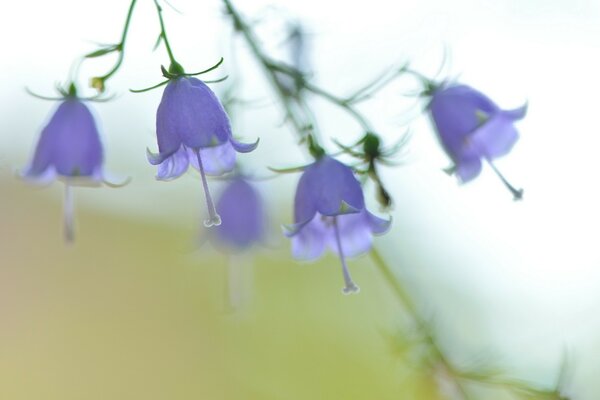 Blue bells bloomed at dawn
