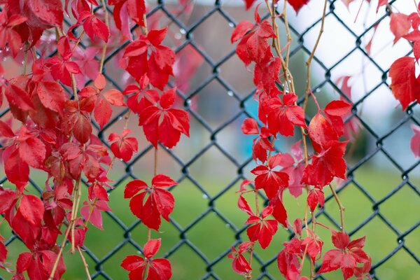 Red ivy petals on a grid