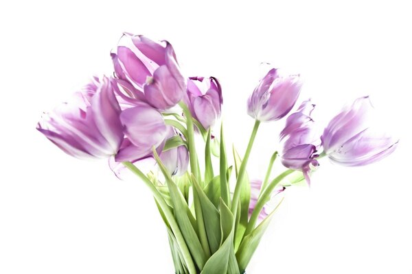 Pink tulips in a bouquet for a girl