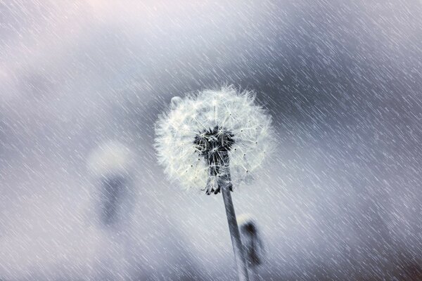 Fluffy white dandelion in the rain