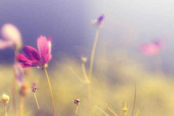 Tendre floues fleurs violettes clairière pré