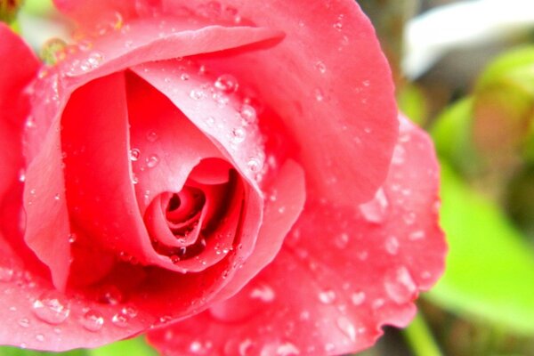 Immagine Macro. Bocciolo di rosa rossa