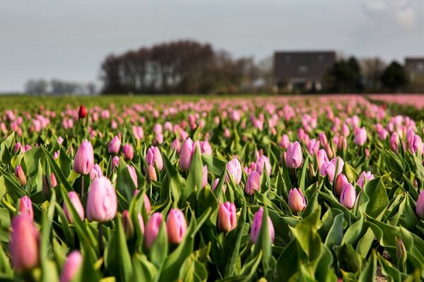 Natur, ein Feld von rosa Tulpen