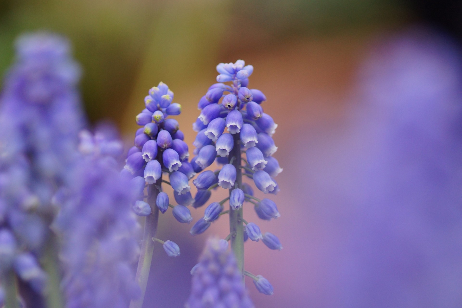 focus nature muscari flower blue