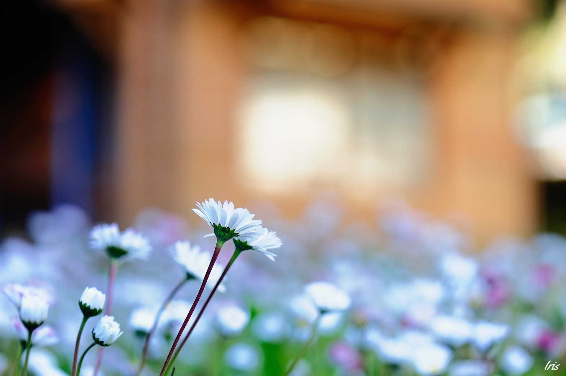 marguerites chrysanthèmes mise au point fleurs flou