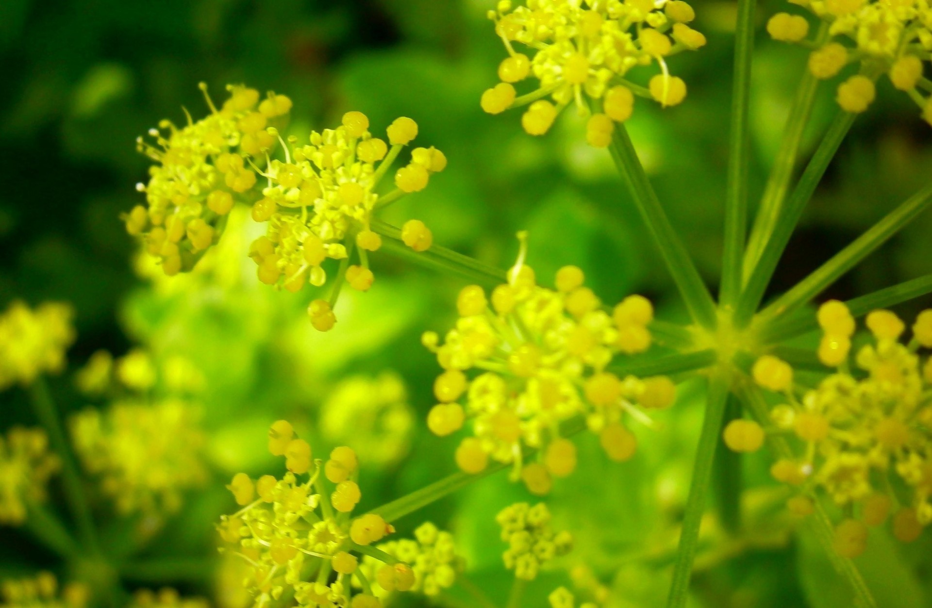 printemps jaune fleur