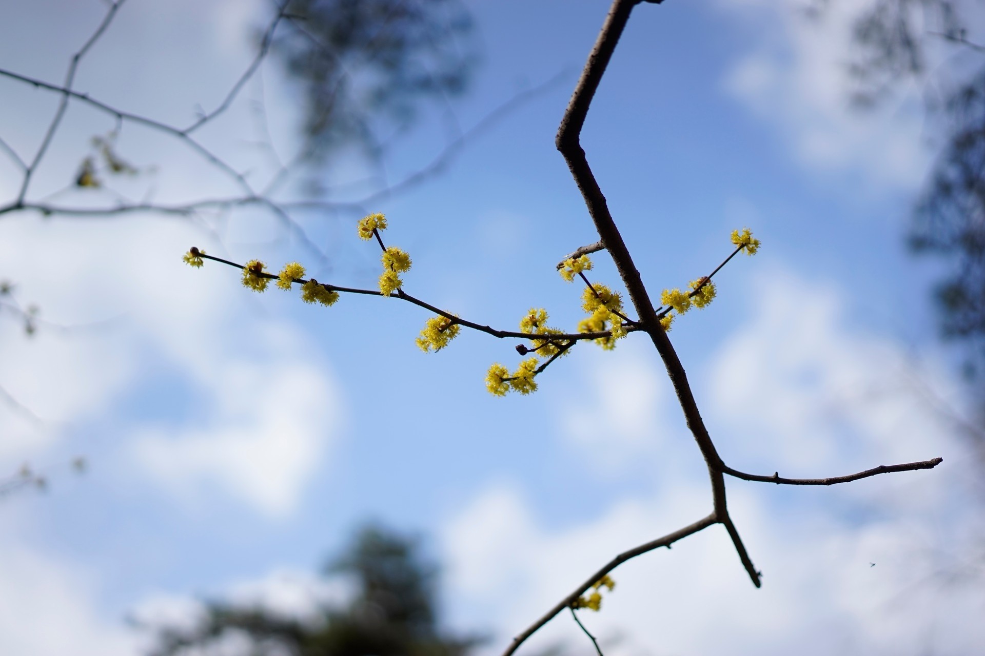 himmel blau blumen