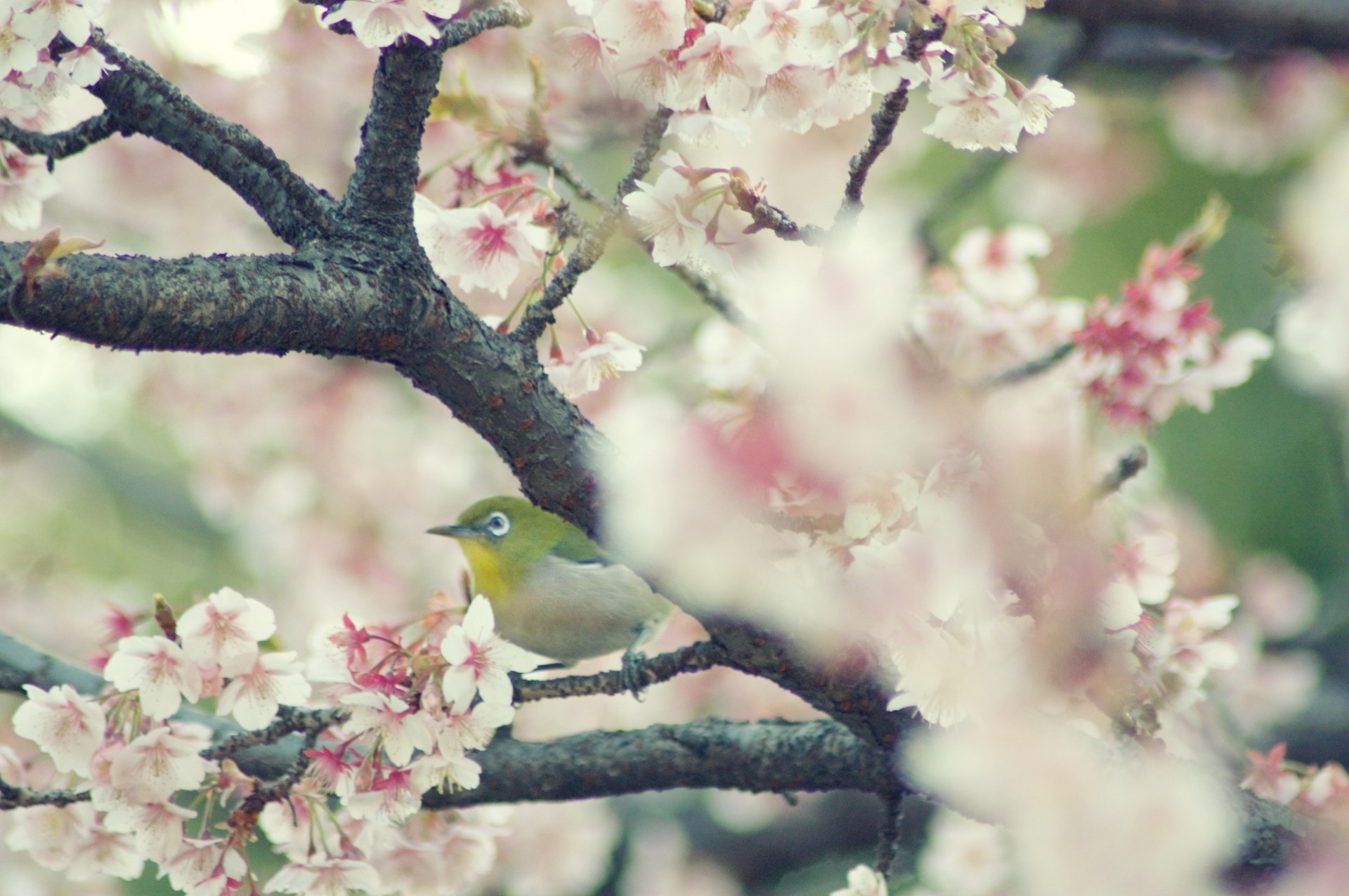 aves árbol