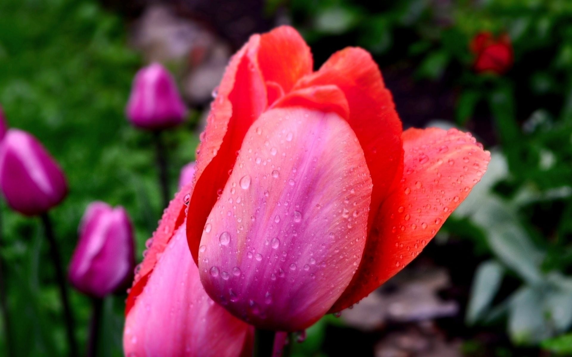 tulipes fleurs