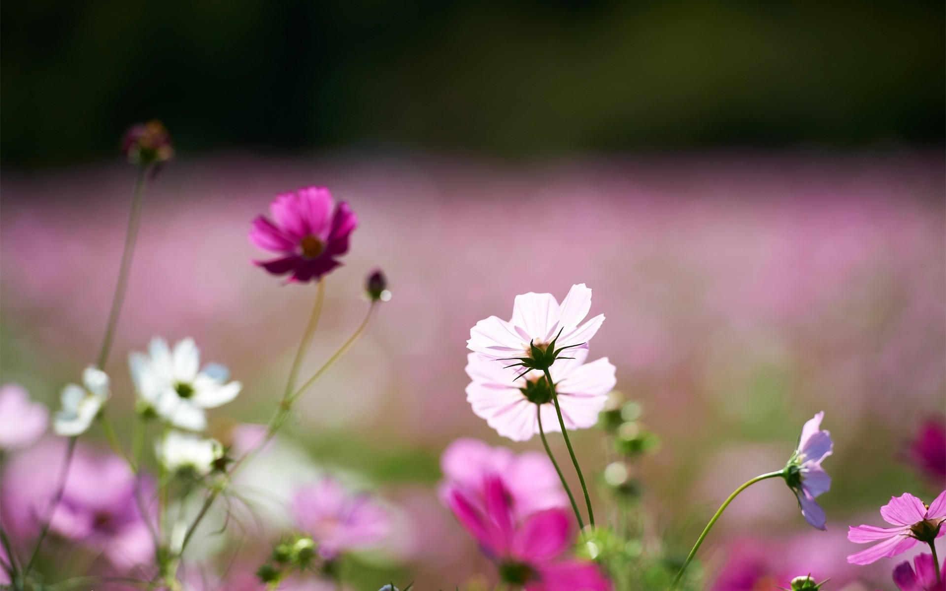 field flowers white