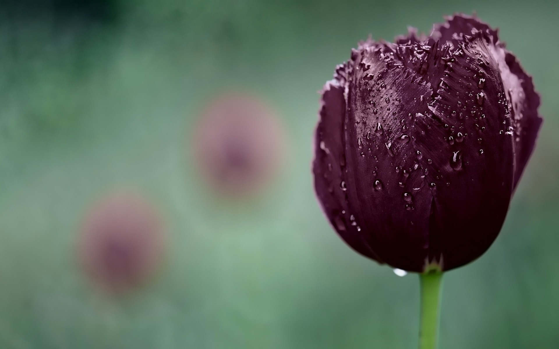 nahaufnahme wassertropfen frühling tulpen