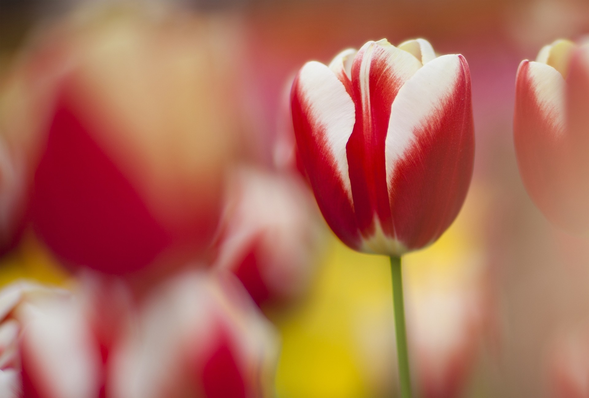 tulip nature focus spring