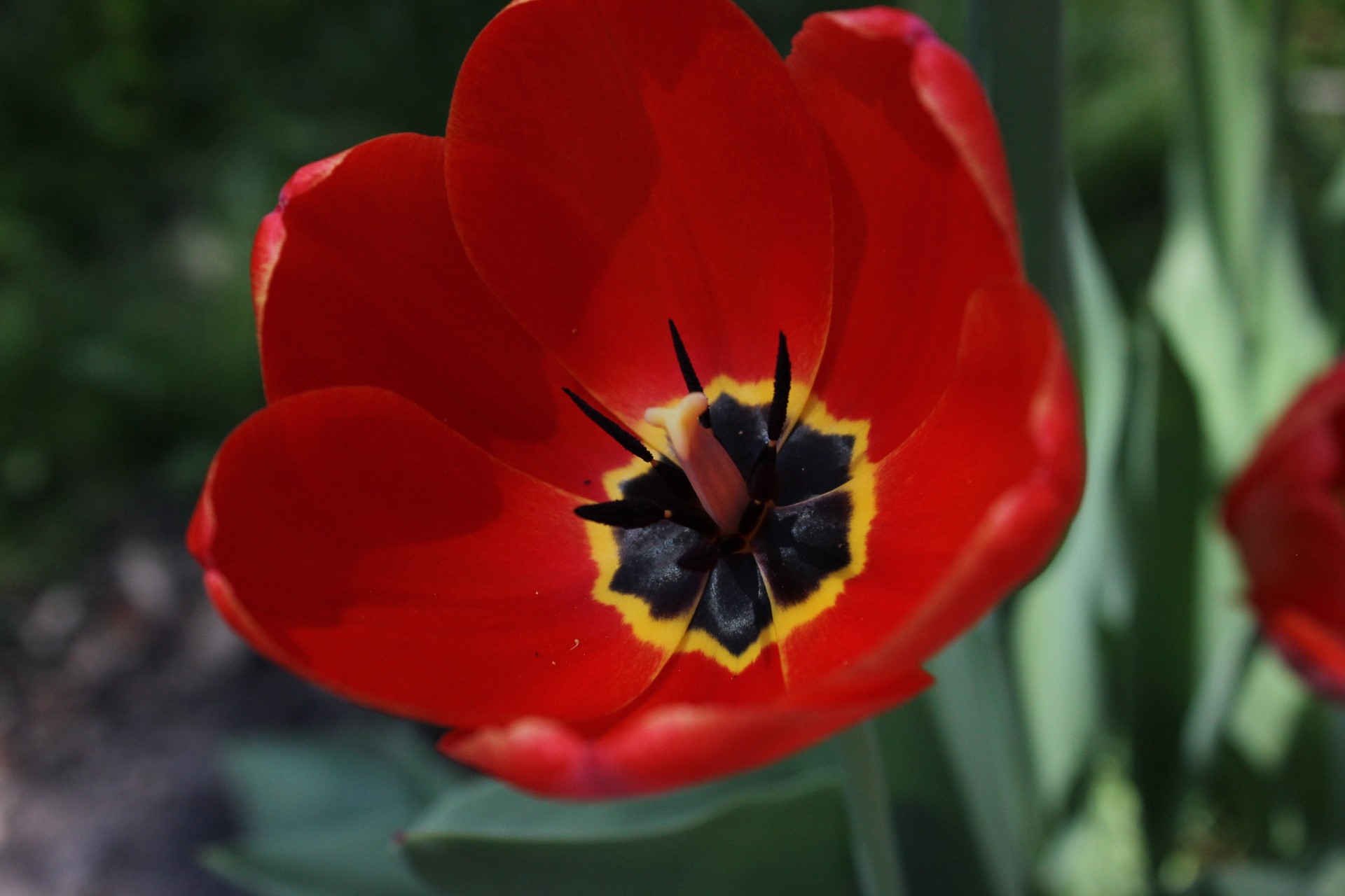 flor tulipán pétalos rojo