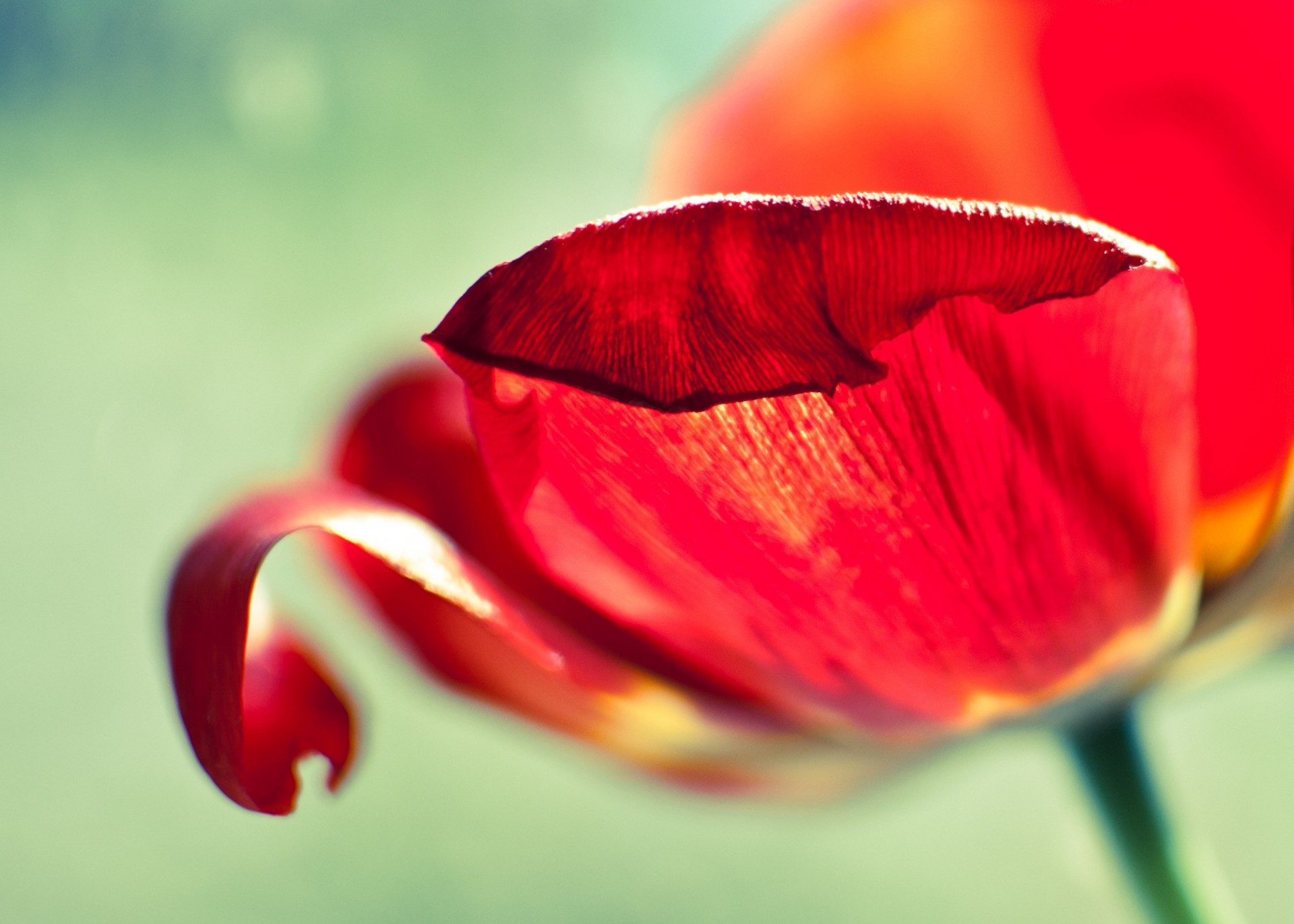 close up tulip petals red