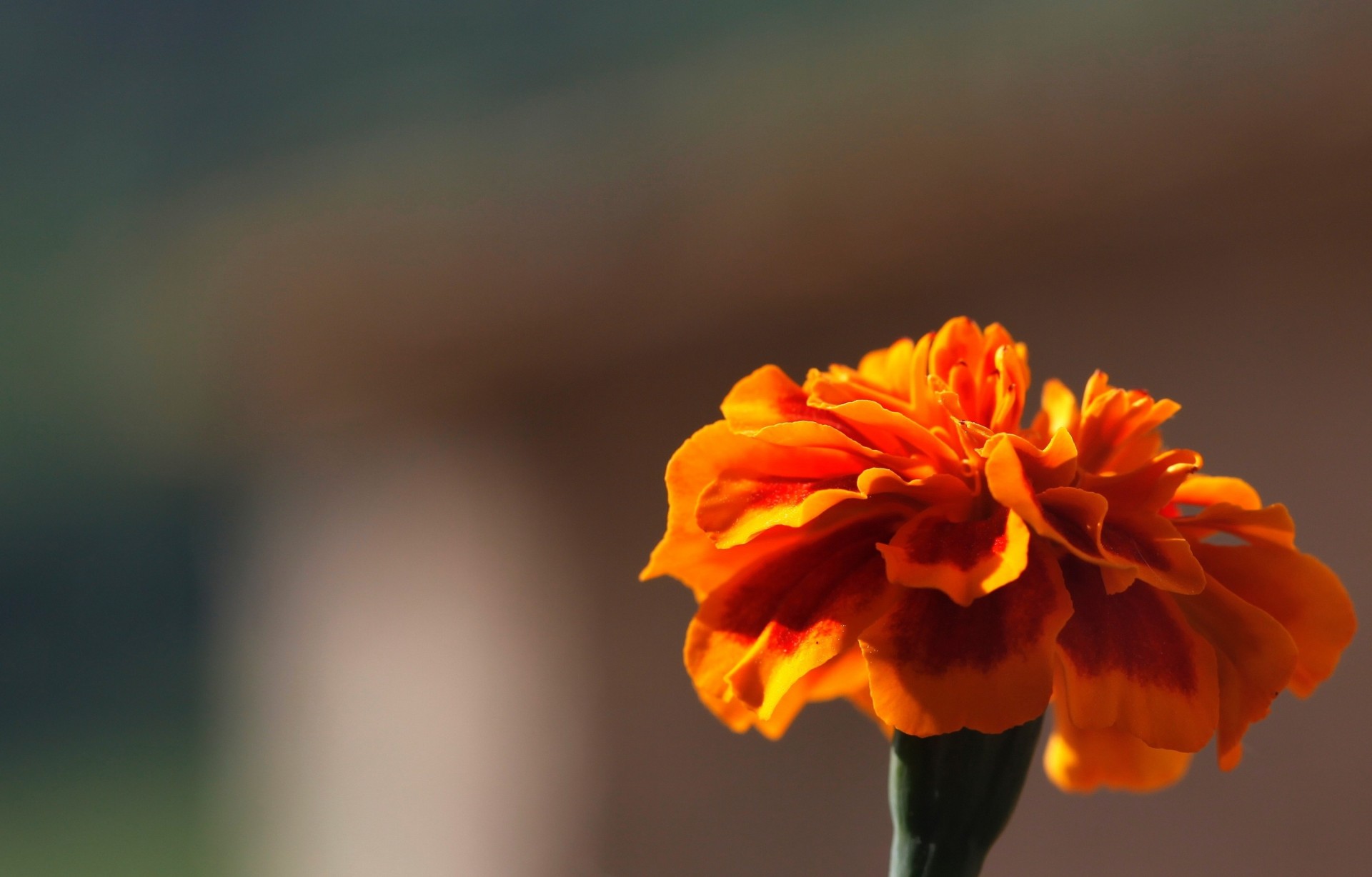 souci orange fond fleurs papier peint flou fleur