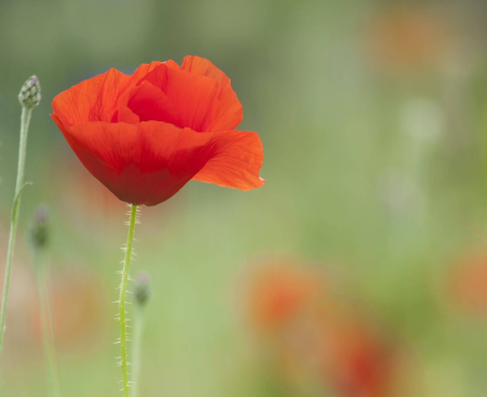 mohn stiel unschärfe blütenblätter rot