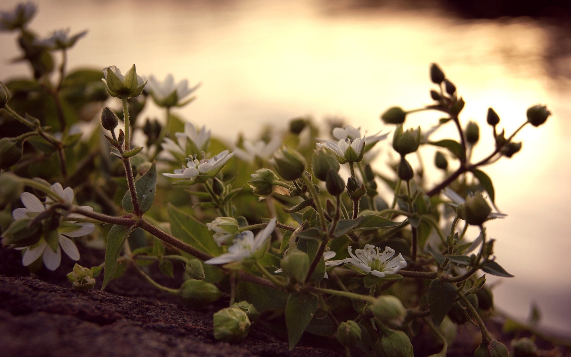 heet sunset flower night vine close up buds white