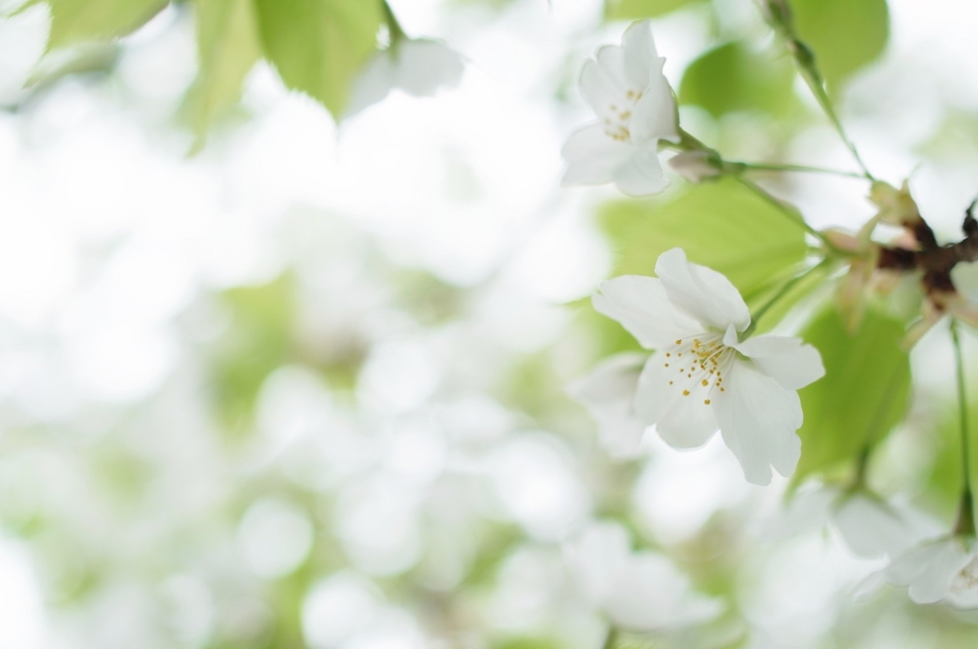 weiß blume baum